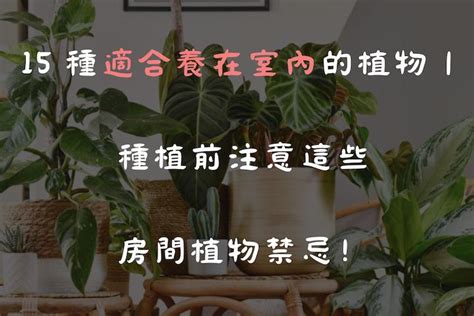 房間種花|15 種適合養在室內的植物｜種植前注意這些房間植物 